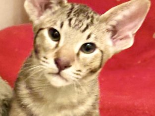 Oriental Shorthair – Kapunda