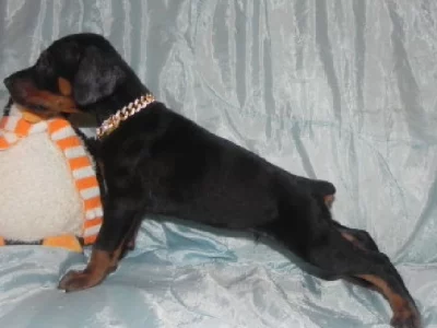 Dobermann – Darkashadows Bobtail Dobermanns – Sunshine Coast