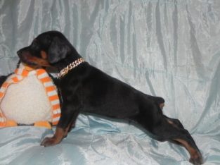 Dobermann – Darkashadows Bobtail Dobermanns – Sunshine Coast