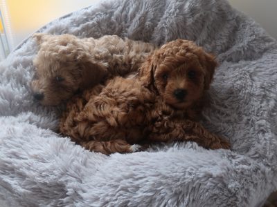 Toy Poodle – Brabham