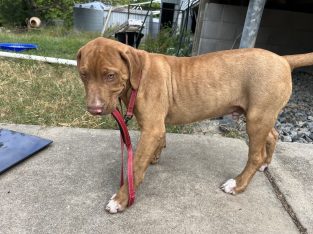 American Bulldog – Bowen