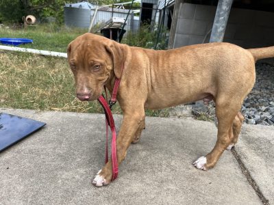 American Bulldog – Bowen