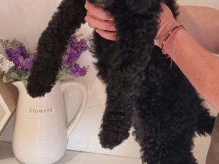 Poodle Standard – Perth