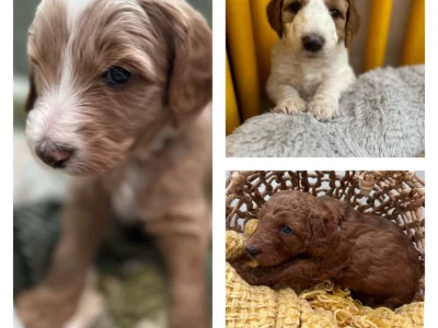 Groodle – Donnybrook