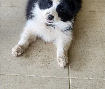 Border Collie – Kinchela