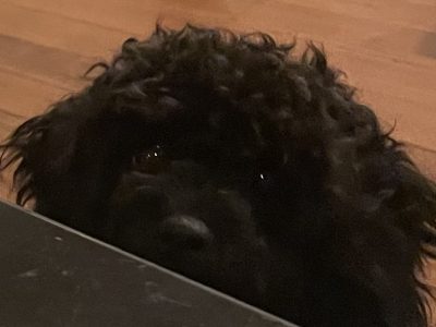 Cavoodle – St Kilda