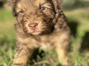 Bordoodle – Tamworth