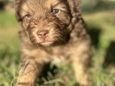 Bordoodle – Tamworth