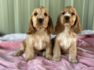 Cocker Spaniel – Ellesmere
