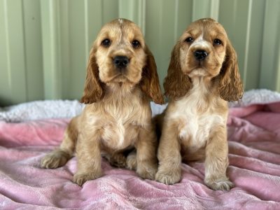 Cocker Spaniel – Ellesmere