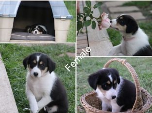 Border Collie – Beaconsfield