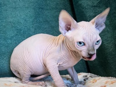 Sphynx – Rockhampton City