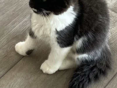 Maine Coon – Yarralumla