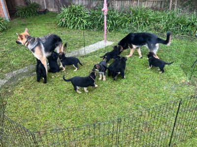 German Shepherd – Kilsyth South