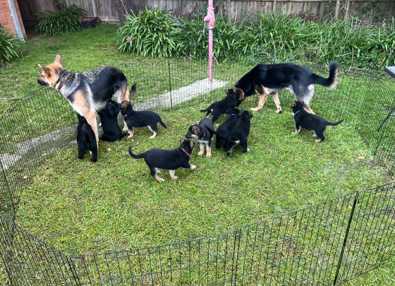 German Shepherd Kilsyth South PetsForHomes