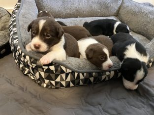 Border Collie – The Range