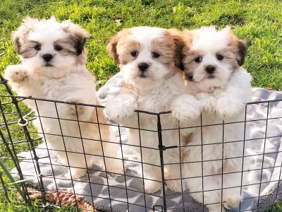Lhasa Apso – Bayles