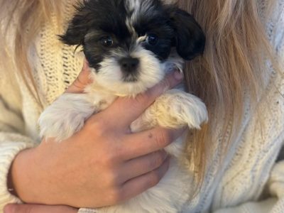 Shmoodle – Annelise