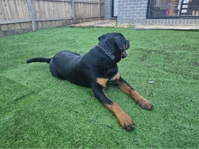 Rottweiler – Knoxfield