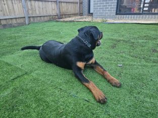 Rottweiler – Knoxfield