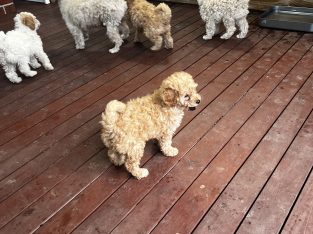 Poodle Mini – Doreen