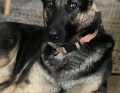 German Shepherd – Bendigo