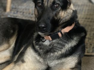 German Shepherd – Bendigo