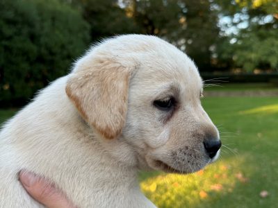 Labrador Retriever – Wagga Wagga