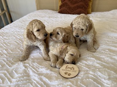 Groodle – Safety Bay