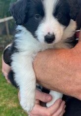 Border Collie – Craigieburn