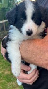 Border Collie – Craigieburn