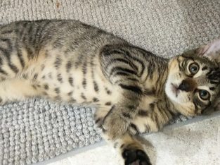 Domestic Short Hair – Sydney