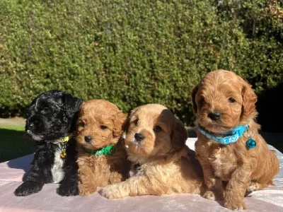 Cavoodle – Point Cook