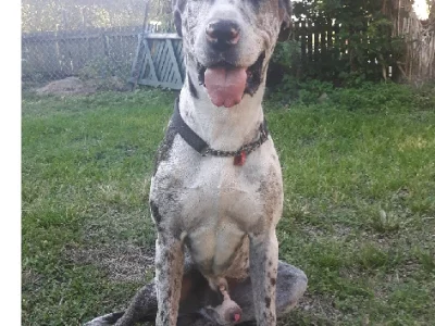 Great Dane – Silkstone