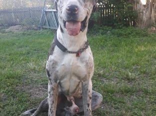Great Dane – Silkstone