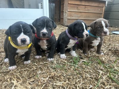Neo Bull puppies