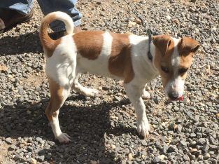 Jack Russell – Yea