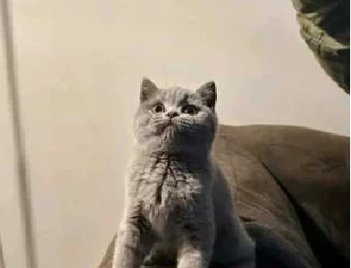 British Shorthair – Prahran