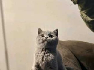 British Shorthair – Prahran