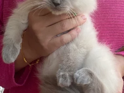 Ragdoll – Gregory Hills