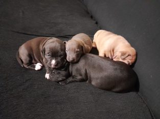 American Staffordshire Bull Terrier – South Windsor