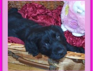 Labradoodle – Port Macquarie