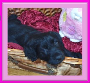 Labradoodle – Port Macquarie