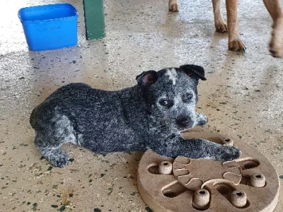 Australian Stumpy Tail Cattle Dog – Mirani