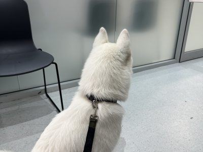 Husky – Alexandria