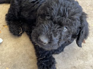 Labradoodle – Findon