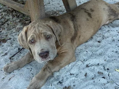 Great Dane – Woodridge