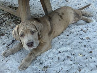 Great Dane – Woodridge