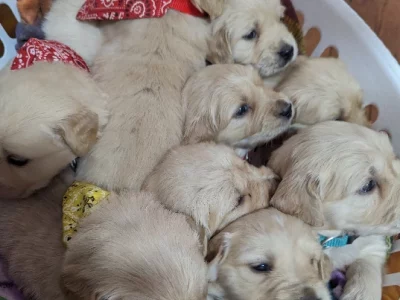 Golden Retriever – Tamworth