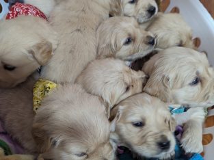 Golden Retriever – Tamworth